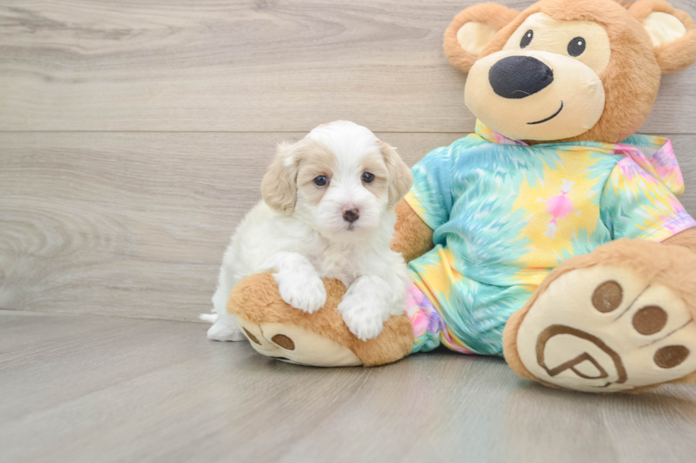 Fluffy Maltipoo Poodle Mix Pup
