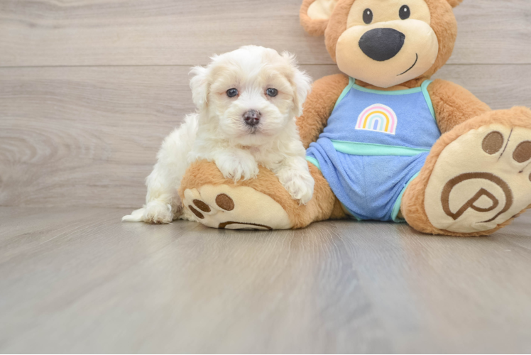 Popular Maltipoo Poodle Mix Pup