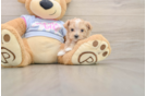 Best Maltipoo Baby