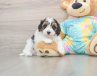 8 week old Maltipoo Puppy For Sale - Windy City Pups
