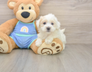 8 week old Maltipoo Puppy For Sale - Windy City Pups