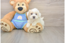 Playful Maltidoodle Poodle Mix Puppy