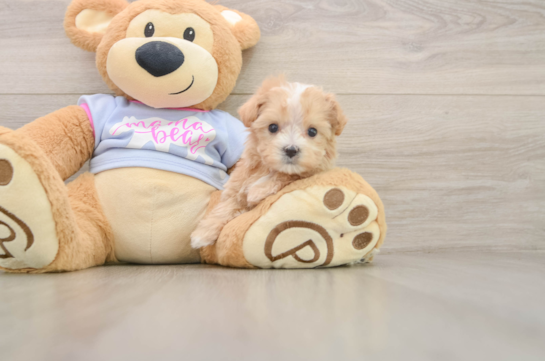 Fluffy Maltipoo Poodle Mix Pup