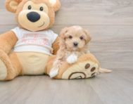8 week old Maltipoo Puppy For Sale - Windy City Pups