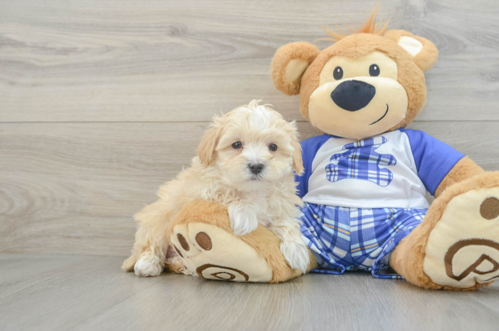 6 week old Maltipoo Puppy For Sale - Windy City Pups