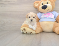 6 week old Maltipoo Puppy For Sale - Windy City Pups