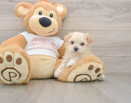 8 week old Maltipoo Puppy For Sale - Windy City Pups