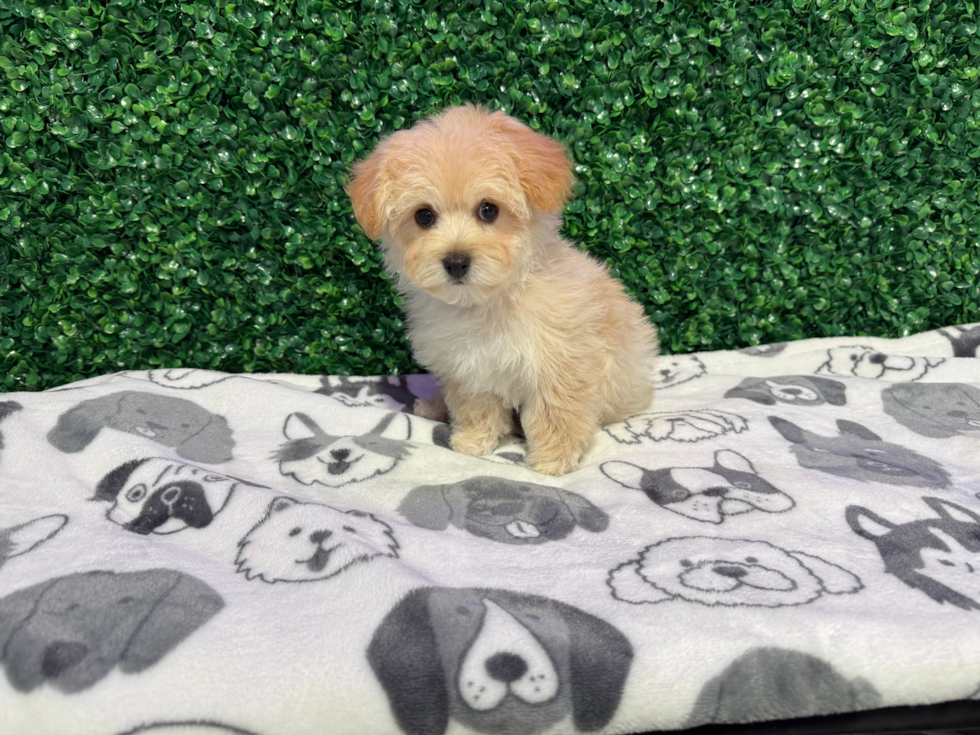 Best Maltipoo Baby