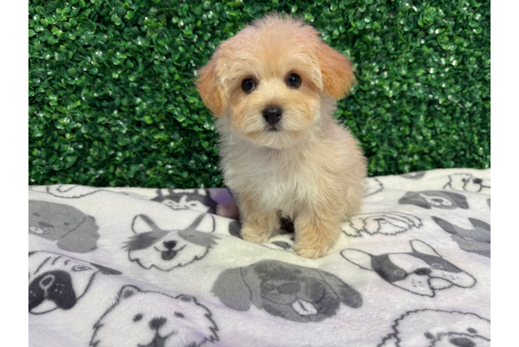 Maltipoo Puppy for Adoption