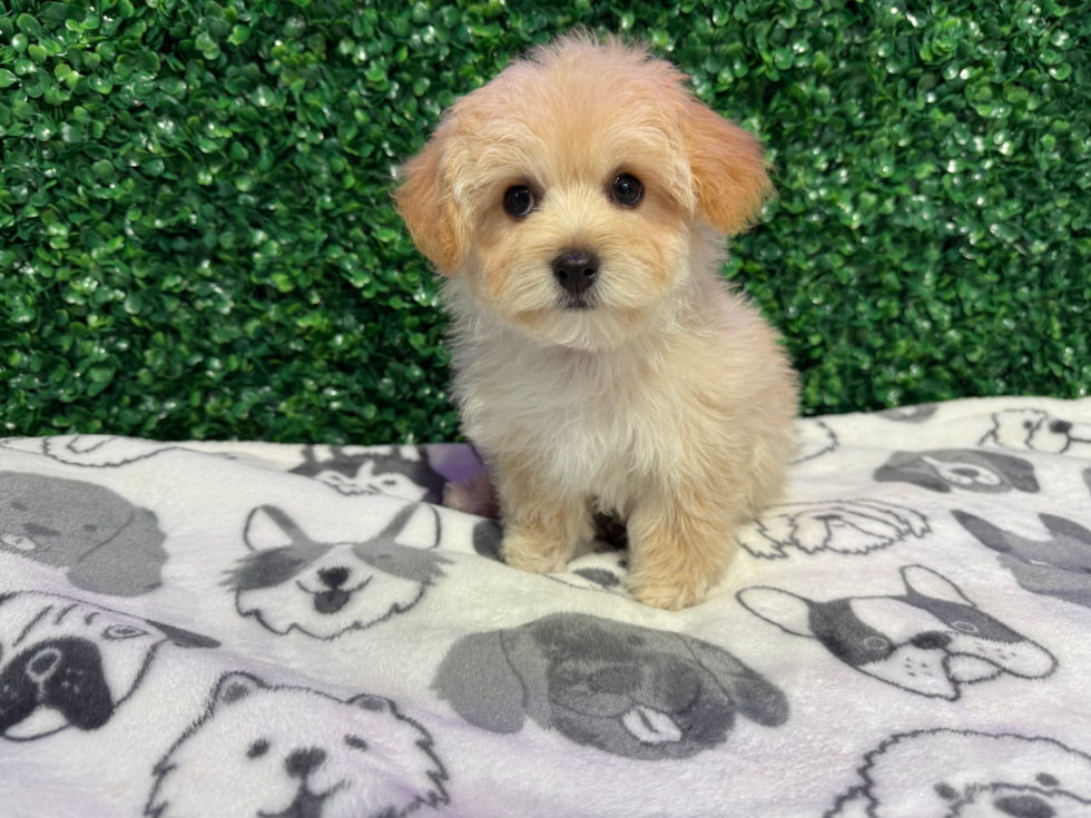 Maltipoo Puppy for Adoption