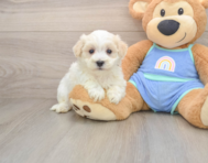 8 week old Maltipoo Puppy For Sale - Windy City Pups