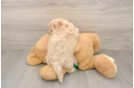 Fluffy Maltipoo Poodle Mix Pup