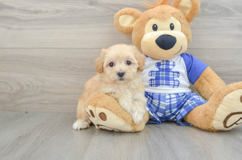 6 week old Maltipoo Puppy For Sale - Windy City Pups