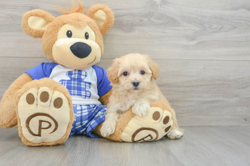 Maltipoo Pup Being Cute