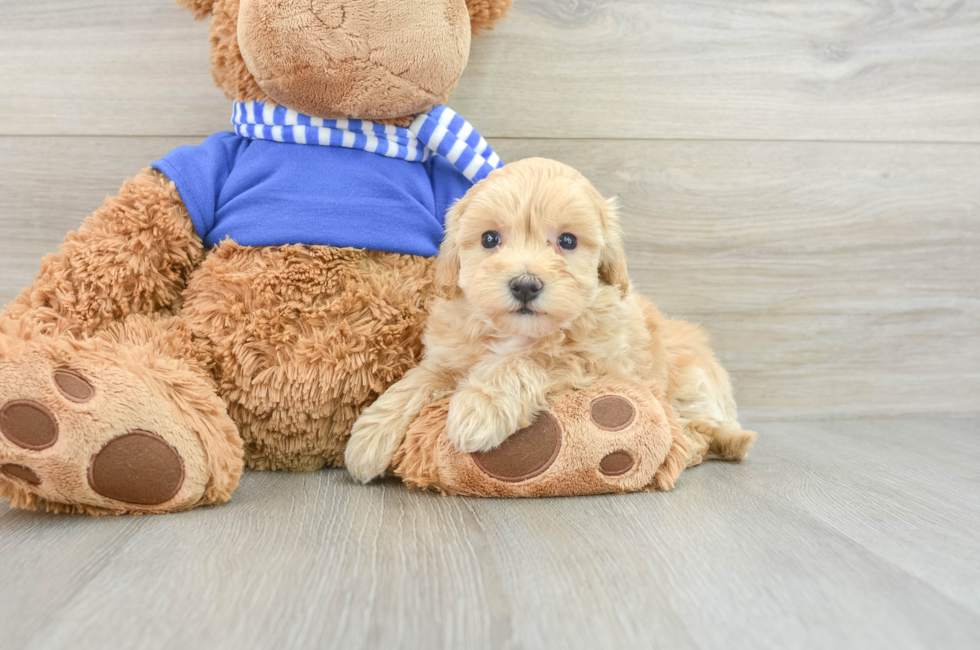 8 week old Maltipoo Puppy For Sale - Windy City Pups