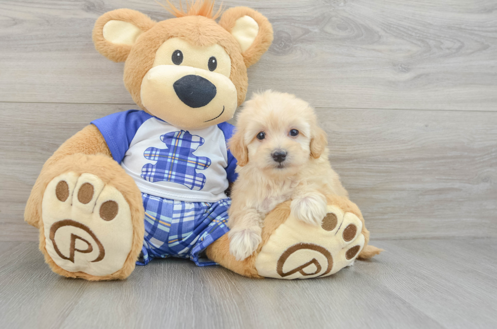 6 week old Maltipoo Puppy For Sale - Windy City Pups