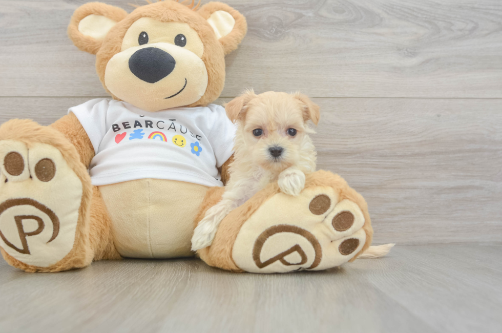 6 week old Maltipoo Puppy For Sale - Windy City Pups