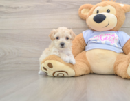 7 week old Maltipoo Puppy For Sale - Windy City Pups
