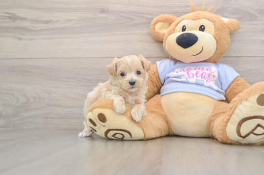 Playful Maltese Poodle Poodle Mix Puppy