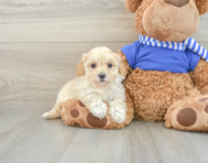 9 week old Maltipoo Puppy For Sale - Windy City Pups