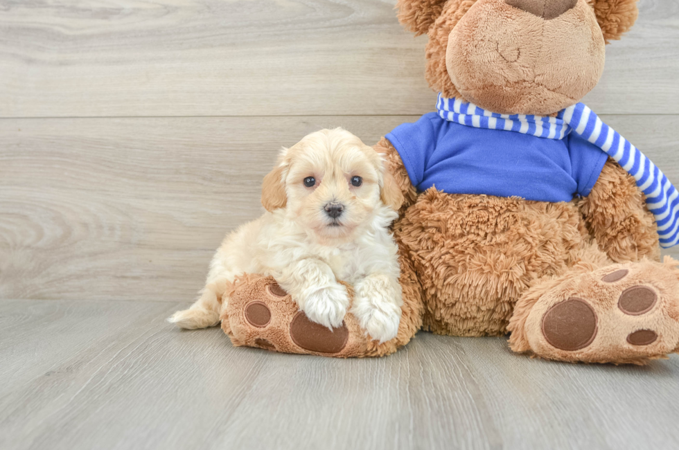 8 week old Maltipoo Puppy For Sale - Windy City Pups