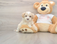 8 week old Maltipoo Puppy For Sale - Windy City Pups