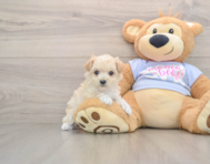 7 week old Maltipoo Puppy For Sale - Windy City Pups