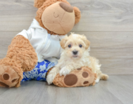 10 week old Maltipoo Puppy For Sale - Windy City Pups