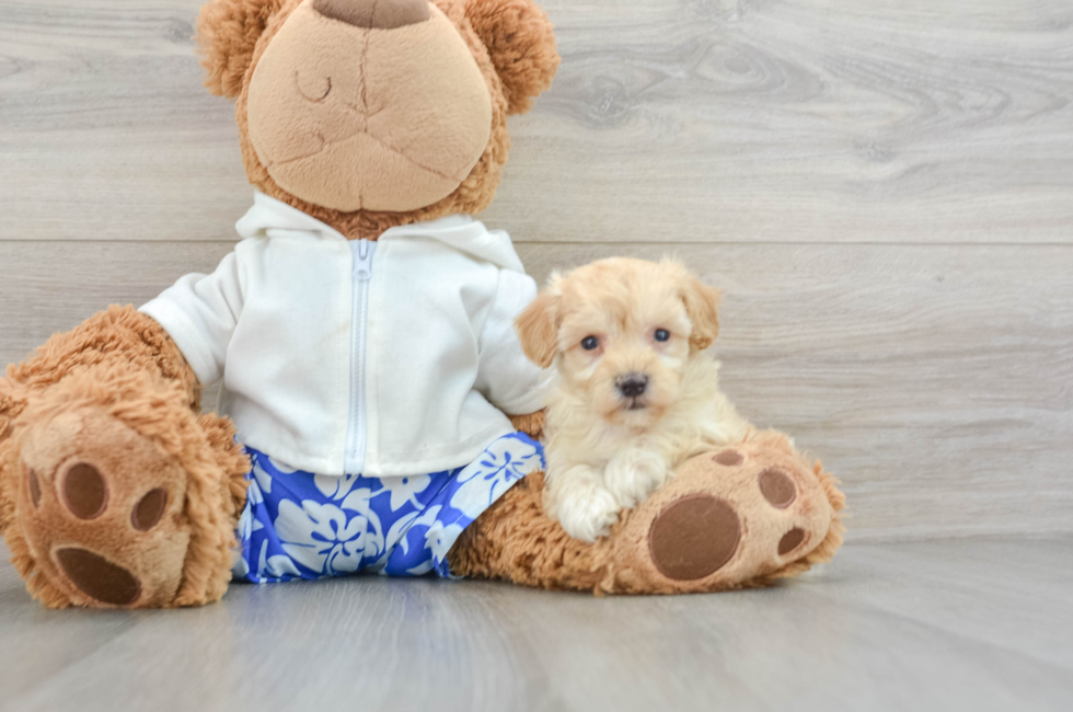 5 week old Maltipoo Puppy For Sale - Windy City Pups