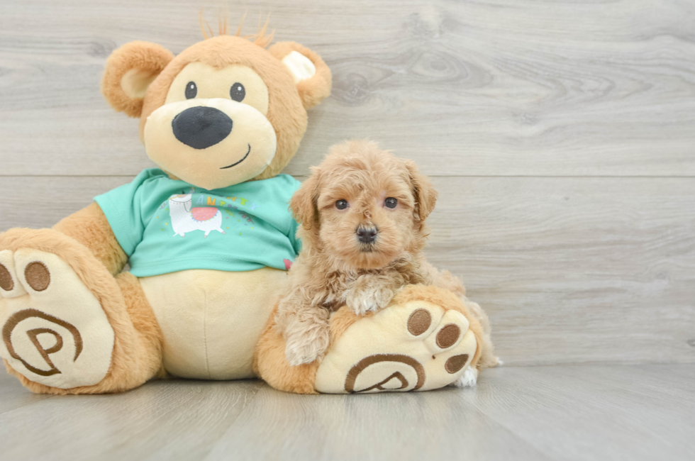 8 week old Maltipoo Puppy For Sale - Windy City Pups