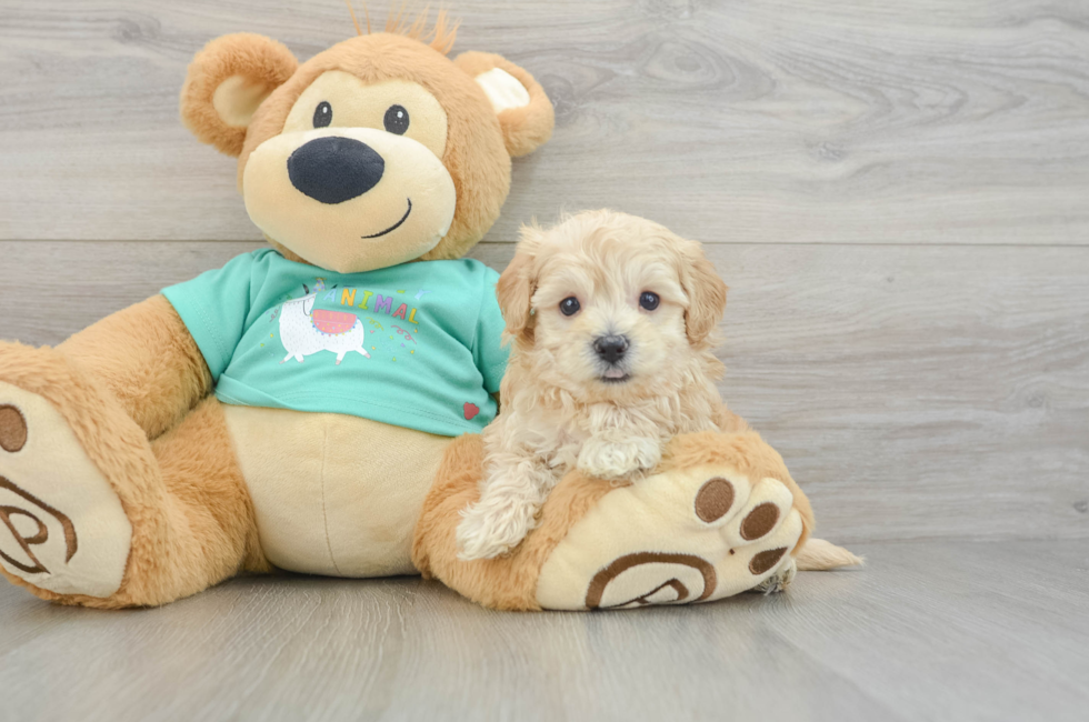 5 week old Maltipoo Puppy For Sale - Windy City Pups