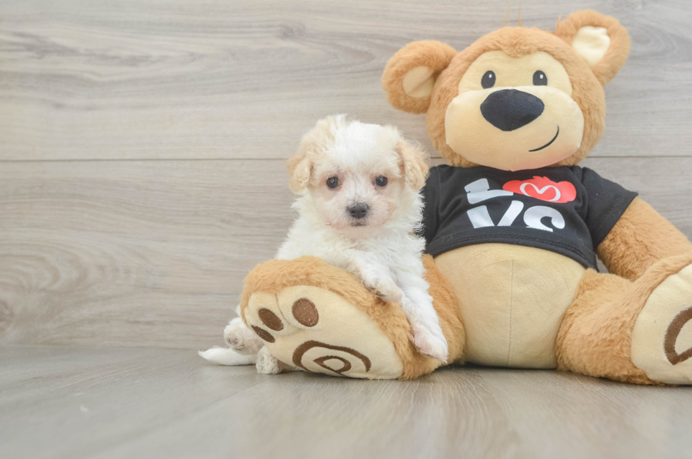 6 week old Maltipoo Puppy For Sale - Windy City Pups