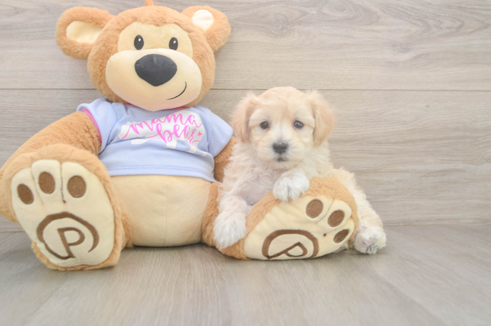 6 week old Maltipoo Puppy For Sale - Windy City Pups