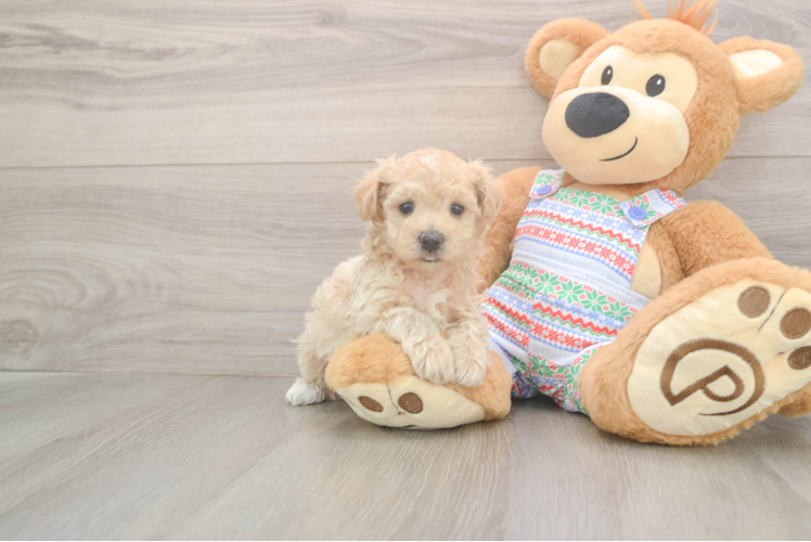 Popular Maltipoo Poodle Mix Pup