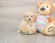 6 week old Maltipoo Puppy For Sale - Windy City Pups