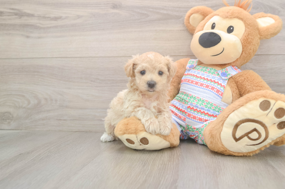 5 week old Maltipoo Puppy For Sale - Windy City Pups