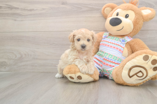 Popular Maltipoo Poodle Mix Pup