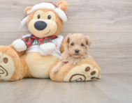 7 week old Maltipoo Puppy For Sale - Windy City Pups