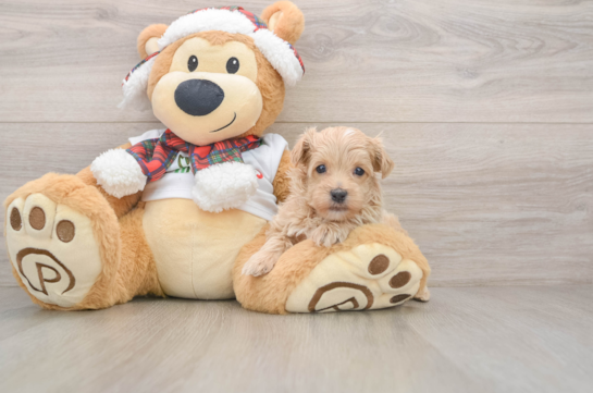Maltipoo Pup Being Cute