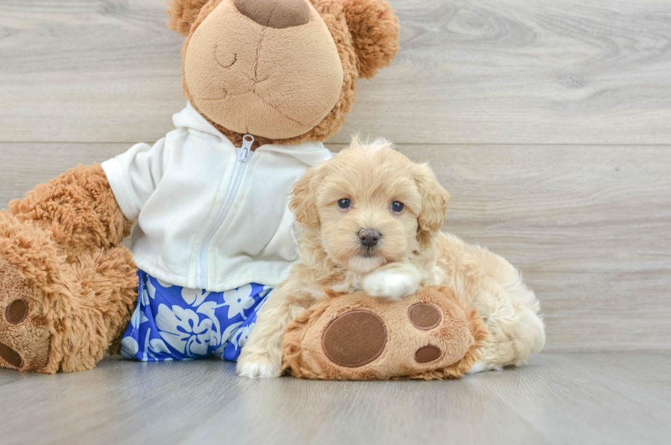 5 week old Maltipoo Puppy For Sale - Windy City Pups