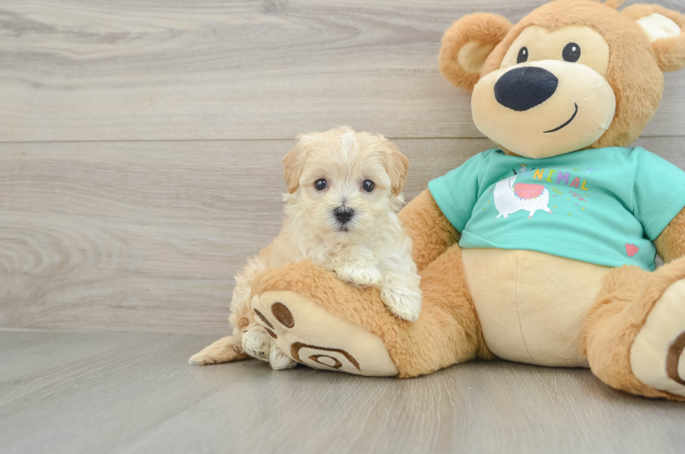 5 week old Maltipoo Puppy For Sale - Windy City Pups