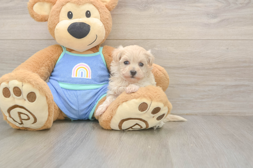 5 week old Maltipoo Puppy For Sale - Windy City Pups