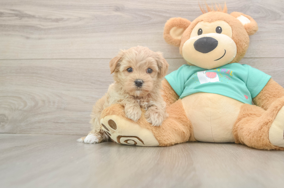 6 week old Maltipoo Puppy For Sale - Windy City Pups
