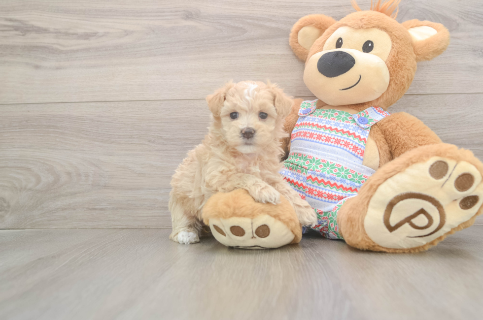 5 week old Maltipoo Puppy For Sale - Windy City Pups