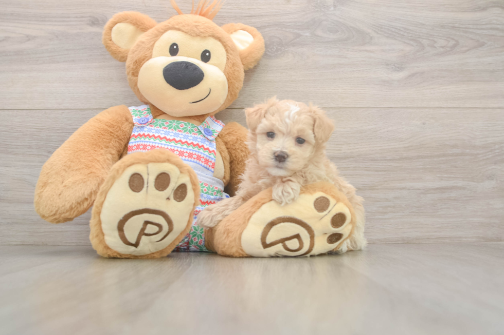 Little Maltidoodle Poodle Mix Puppy