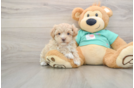 Adorable Moodle Poodle Mix Puppy