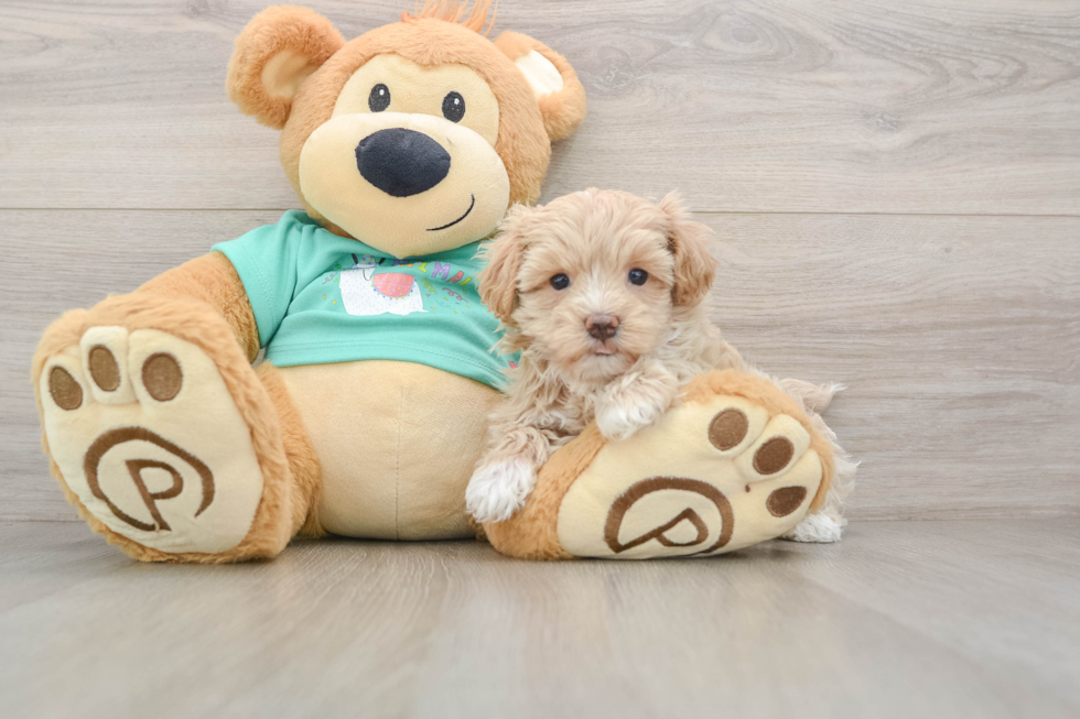 Best Maltipoo Baby