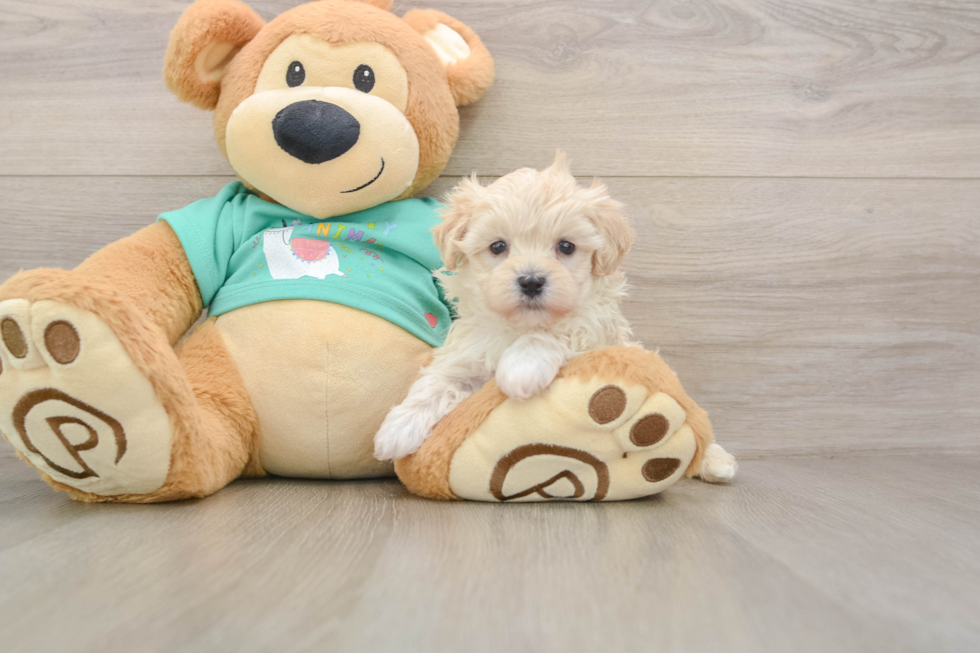 Maltipoo Pup Being Cute