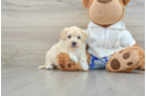 Popular Maltipoo Poodle Mix Pup