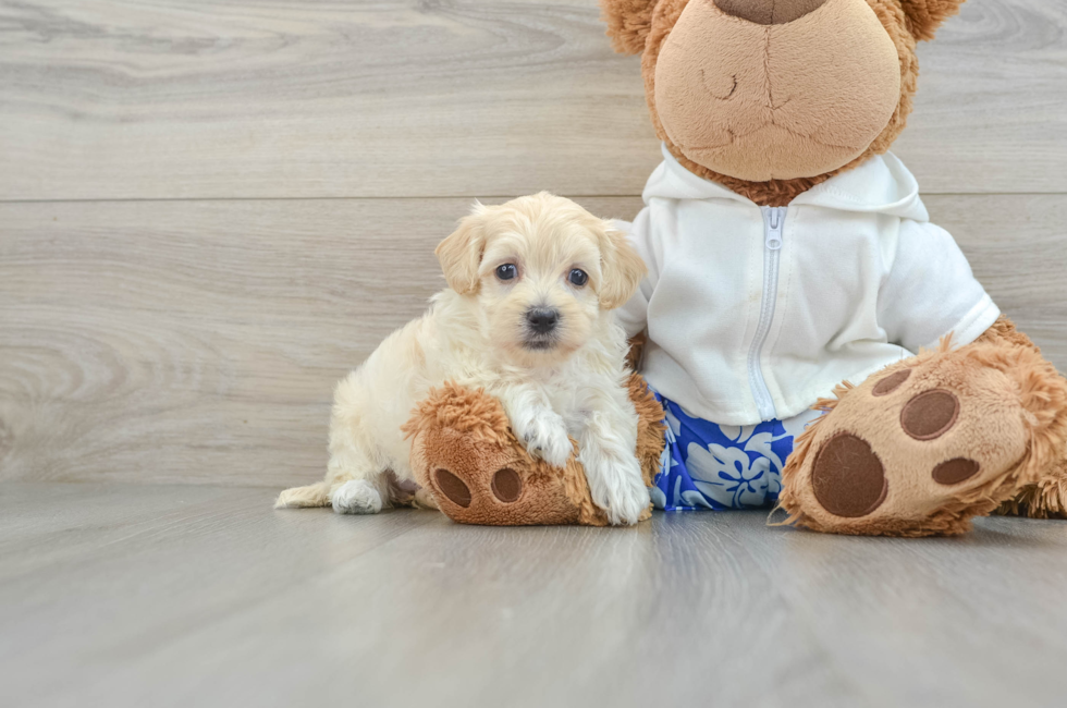 8 week old Maltipoo Puppy For Sale - Windy City Pups